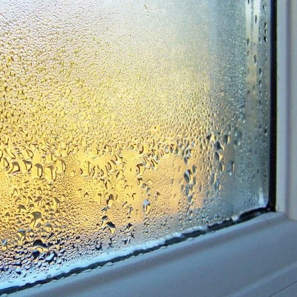 Falcon Windows